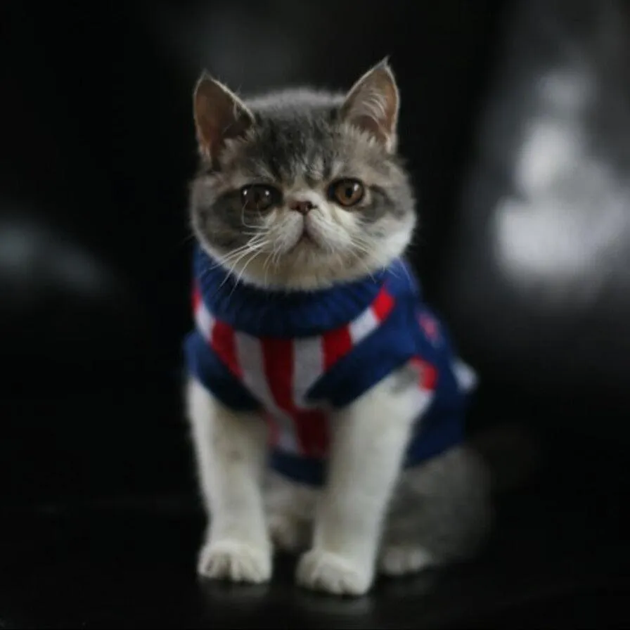 Fashion Acrylic Sweaters For Cats